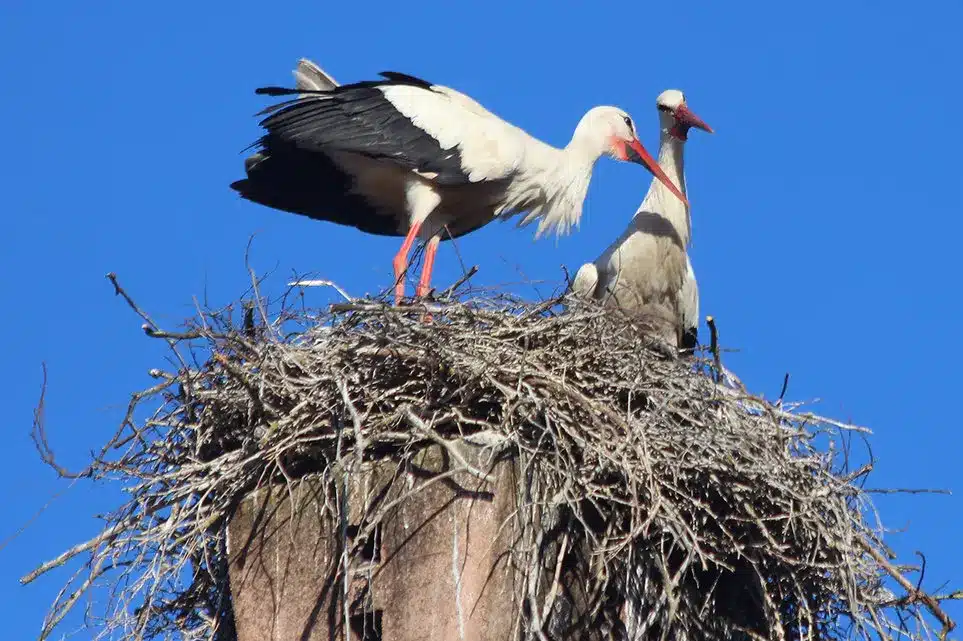 Bummel: Im Park der Störche
