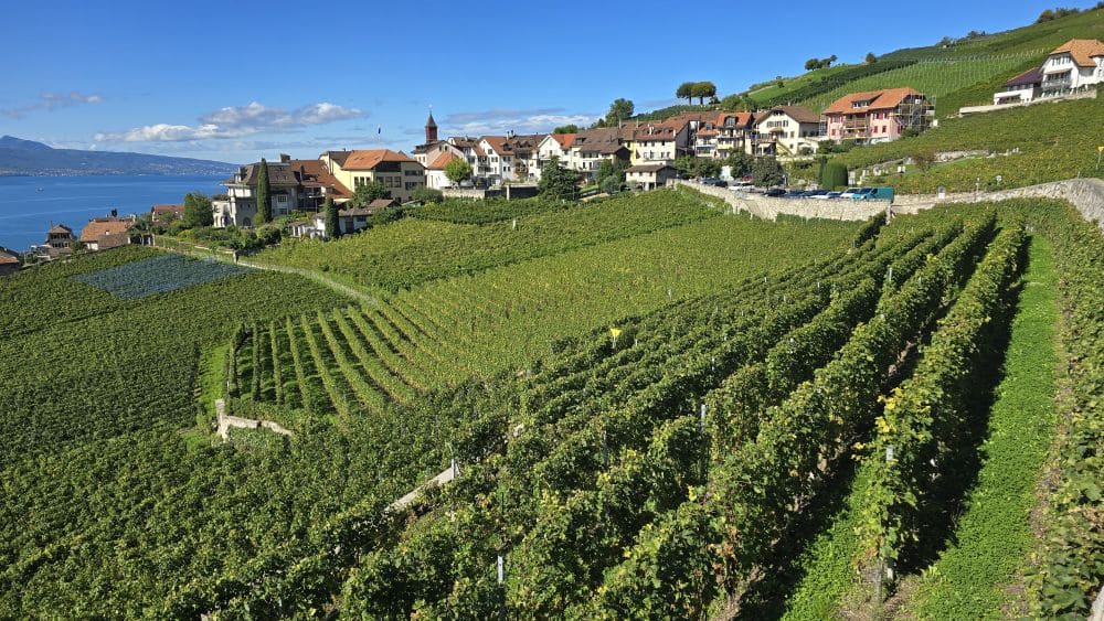 Im Lavaux den Trauben nach ***