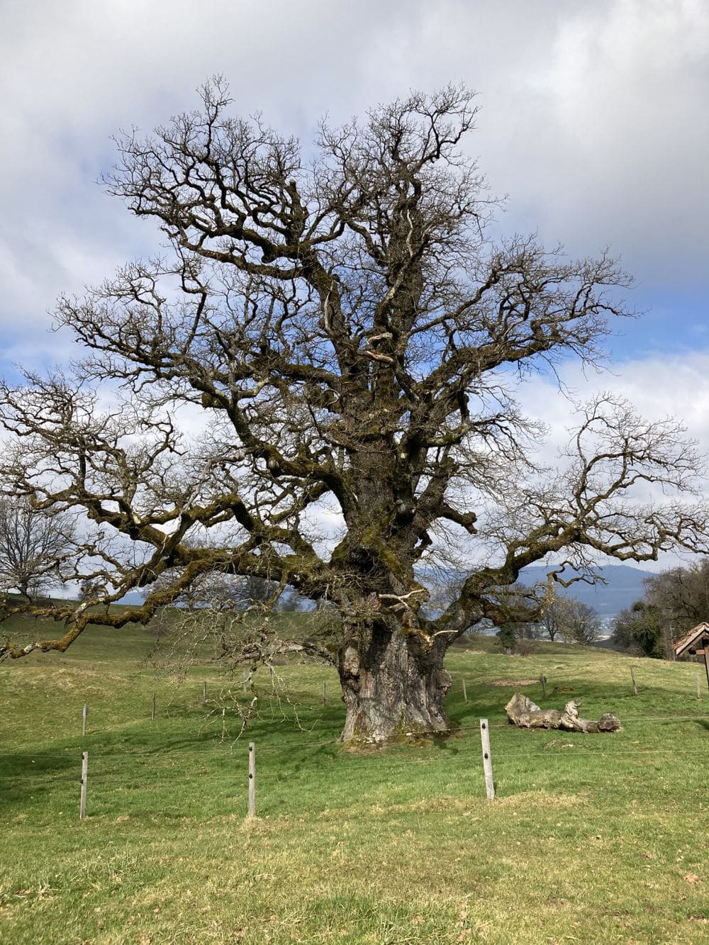 Jurawald und eine 1000-jährige Eiche **+